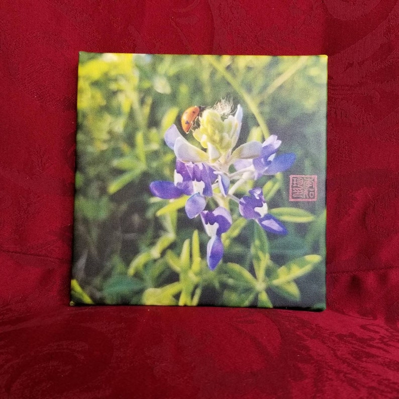Bluebonnet and Ladybug on Canvas